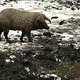 Wollschwein im Wildpark Schorfheide