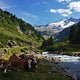 Alpental mit Kuh und Bach