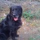 hund