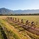UCI Ladies during stage 3 of the 2021 Absa Cape Epic Mountain Bike stage race from Saronsberg to Saronsberg, Tulbagh, South Africa on the 20th October 2021

Photo by Sam Clark/Cape Epic

PLEASE ENSURE THE APPROPRIATE CREDIT IS GIVEN TO THE PHOTOGRAPH