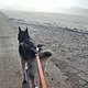 Canicross Koblenz Schmittenhöhe, -2°C, Traumwetter. HF: 145 bpm, Pace: 6:05 /km