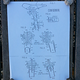 earlie CC posts before fasp design