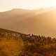 Riders during stage 2 of the 2019 Absa Cape Epic Mountain Bike stage race from Hermanus High School in Hermanus to Oak Valley Estate in Elgin, South Africa on the 19th March 2019

Photo by Sam Clark/Cape Epic

PLEASE ENSURE THE APPROPRIATE CREDIT
