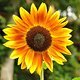 Sonnenblume-