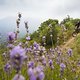 Berge und wilder Lavendel – Mehr Provence geht nicht