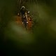 met-shelter-mtb-helmet-5