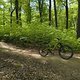 Gratis Wurzeltrail