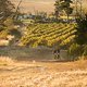 Riders making their way through the vineyards during the Prologue of the 2017 Absa Cape Epic Mountain Bike stage race held at Meerendal Wine Estate in Durbanville, South Africa on the 19th March 2017

Photo by Mark Sampson/Cape Epic/SPORTZPICS

P