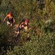 Leading ladies Anna van der Breggen and Annika Langvad of Investec-Songo-Specialized during stage 6 of the 2019 Absa Cape Epic Mountain Bike stage race from the University of Stellenbosch Sports Fields in Stellenbosch, South Africa on the 23rd March