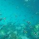 Schwarmwimpelfische und Neonfüssiliere
