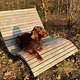 Spazieren mit dem liebsten &quot;Fremd&quot;hund