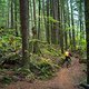 BC Squamish - 50 Schades of Green