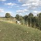 Mühlensee bei Schwante, freilaufende Kühe