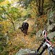 Pyrenees Kuh aufm Trail