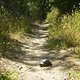 Trail-Schildkröte