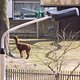 Alpacas -01817