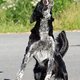 Urlaub Biohof 2015 Hunde -09813