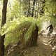 Der neuseeländische Regenwald bietet ein wunderschönes Setting.
