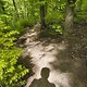 Gratis Wurzeltrail