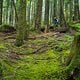 BC Squamish - Souerkraut