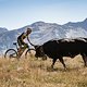 during Stage 1 of the 2018 Perskindol Swiss Epic held in Bettmeralp, Valais, Switzerland on 11 September 2018. Photo by Alex Buscher.
PLEASE ENSURE THE APPROPRIATE CREDIT IS GIVEN TO THE PHOTOGRAPHER