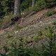 Kein Ausflug in Whistler wäre vollkommen, sähe man nicht mindestens einen Bären