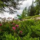 Bikepark Wagrain Foto-Bergbahnen-Wagrain by Sabine Sabitzer