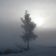 birke winter