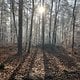 Mountain Bike durch den Wald