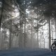 Sonne, Nebel, Wald, Bike