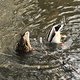 Tegeler Fließ - Entenehepaar auf Futtersuche