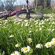 Gänseblümchen