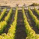Riders head through the vineyards during the Prologue of the 2017 Absa Cape Epic Mountain Bike stage race held at Meerendal Wine Estate in Durbanville, South Africa on the 19th March 2017

Photo by Dominic Barnardt/Cape Epic/SPORTZPICS

PLEASE EN