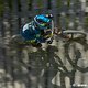 UCI DH World Cup Leogang 2019 - 022