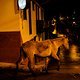 Einsamer Esel spaziert des Nachts durch die Straßen