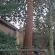 Mammutbäume in Sossenheim und Oberursel