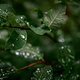 Die Natur hat sich über den kurzen Regenschauer sehr gefreut