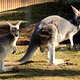 IMG 9740