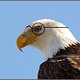 bald eagle eye