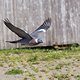 Urlaub Tierleben 6792