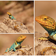 Collared Lizard, willkommener Farbklecks in der Wüste