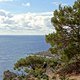 pine forest koudoumas