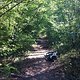 Rheinauer Wald 2