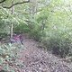 Urwald