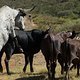 das Rennen war langweilig für diese tierischen Zuschauer - eine neue Beschäftigung musste her - Foto von Greg Beadle-Cape Epic-SPORTZPICS