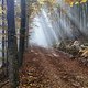 Trnovski forest