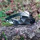 xtr950 349tp-umwerfer2