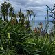 Great Tour around Waiheke Island