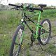Bianchi Ragno Pholcus 001