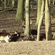 dösendes Damwild